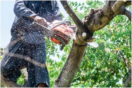 tree services Rib Lake